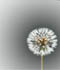 The Dandelion Project Information Management