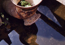 abandoned industrial pipe with plant growing nature over technology wins