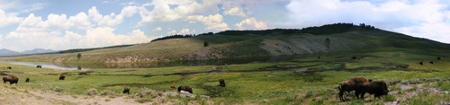 Buffalo panorama yellowstone